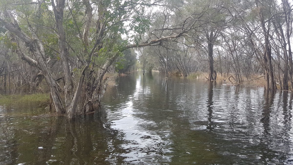 DbcaHydrology's tweet photo. Ashfield Flats a bit of rain and a Sping Tide. https://t.co/ZTQGoRg4DU