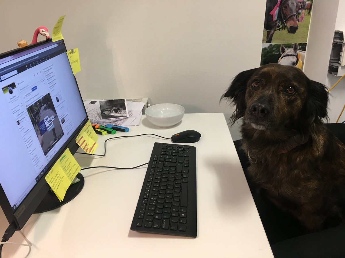 #EmployeeOfTheWeek: Zoe - for keeping a clean workspace 24/7. What a model worker!

#ZoeAtAnthem #bringyourdogtoworkday #dogs #dogsatwork #dogsinlondon