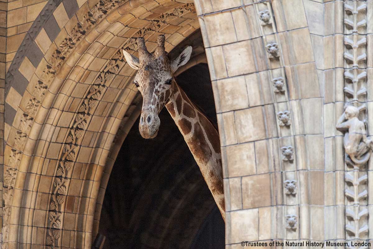Homosexual behaviour between male giraffes is very common. This can involve licking and necking, in which they rub their heads and necks together for hours. In some populations homosexual mountings between males account for 94% of all sexual activity observed. #PrideMonth #LGBT