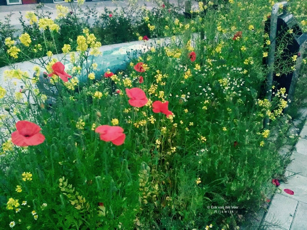 ErikvdVeer's tweet photo. Speciaal voor #DeborahPost en haar #HoneyHighway
Zij viert haar verjaardag juist door te geven.....
namelijk Honey Highway bloemenzaad voor #reddebij ๐๐๐
7 juni is voor haar nationale #zaaidag voor basisschoolkinderen! Maak er een mooie dag van Deborah ๐ผ๐ธ๐บ ๐น๐ช๐ป #rijswijk https://t.co/iqek9OmCBc