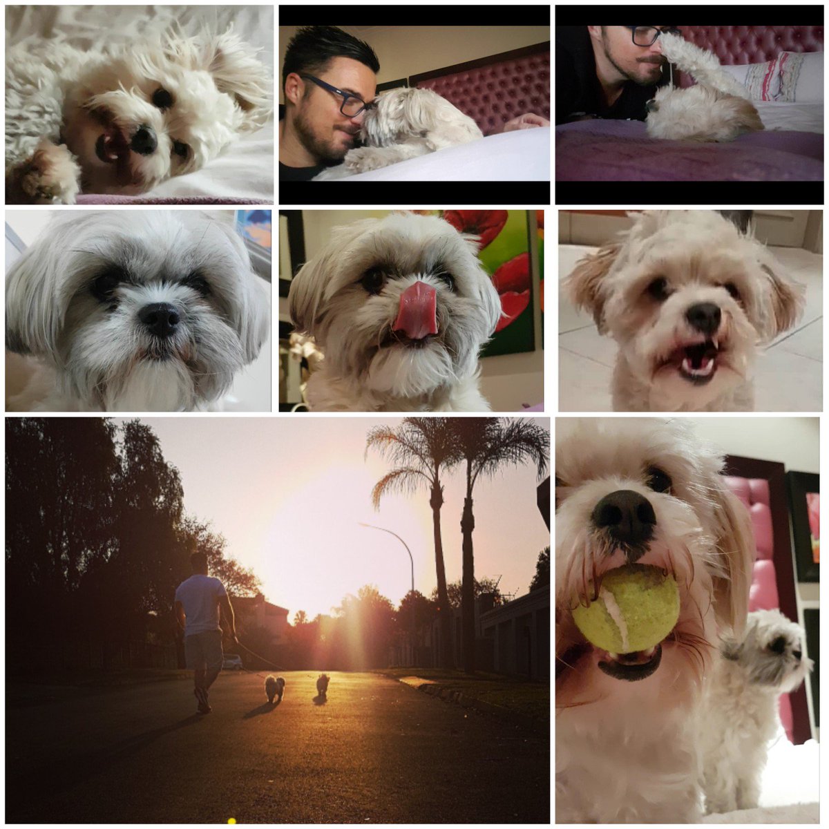 WES_Legend_4eva's tweet photo. @TAKEALOT @TAKEALOT My 2 babies who have captured my heart.  Going to have to buy a bigger memory card from you guys soon because my phone gallery is just of them😍😍🐶🐕😂. #TakealotBestiesDay https://t.co/nheVYTMPbA