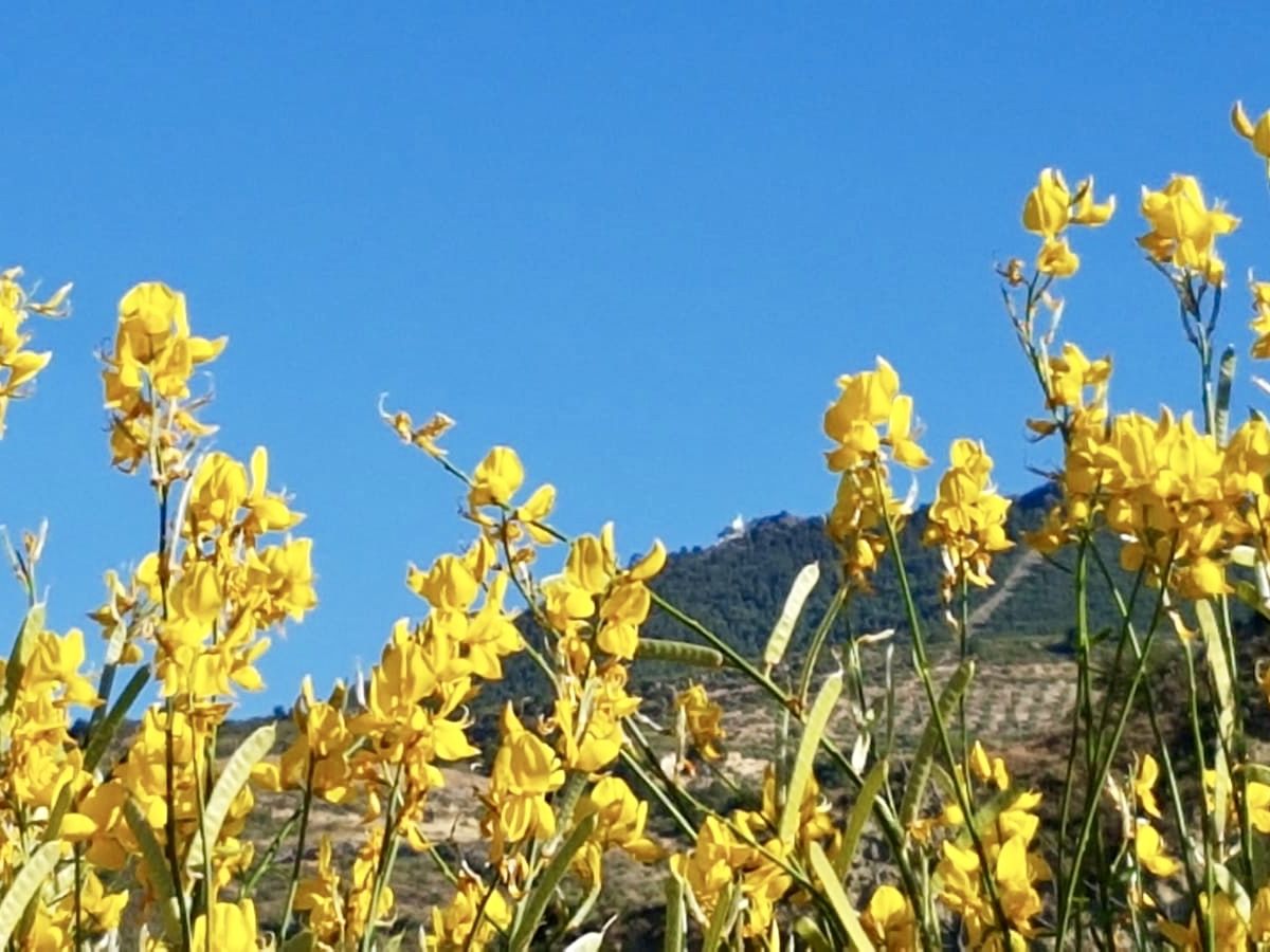 ValledeLecrin's tweet photo. Spanish broom (Spartium junceum) is officially considered a noxious invasive plant, but it does look lovely in bloom down by the lake!   #lagodebeznar #spanishbroom #LecrinValley #LecrinValleyflowers #Beznar #valledelecrin #Spain https://t.co/R9izc4Ir5w