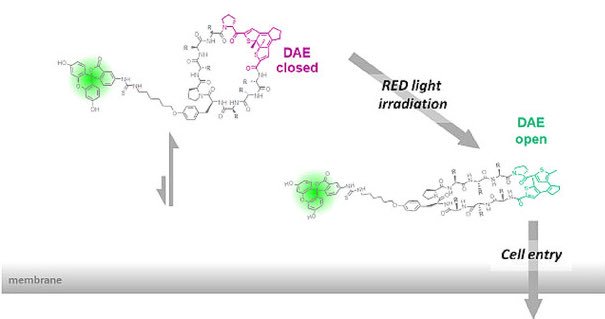 Just published #openaccess in <a href="/ChemPhotoChem/">ChemPhotoChem</a>. Our efforts to control the uptake of cell-penetrating peptides by light. <a href="/grk2039/">GRK2039</a> #H2020 #PELICO onlinelibrary.wiley.com/doi/full/10.10…