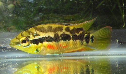 FancyAquariumIN's tweet photo. SALVINI CICHLID  is a beautiful ornamental fish.
It makes a positive energy to home &amp; office.  
Buy it From https://t.co/alAgw39QIt  
See video https://t.co/xRrZeZVv3V … 
#DhoniKeepTheGlove
#JusticeForTwinkleSharma
#FridayThoughts
#FridayFeeling
#WorldFoodSafetyDay https://t.co/OU1IlIchnC