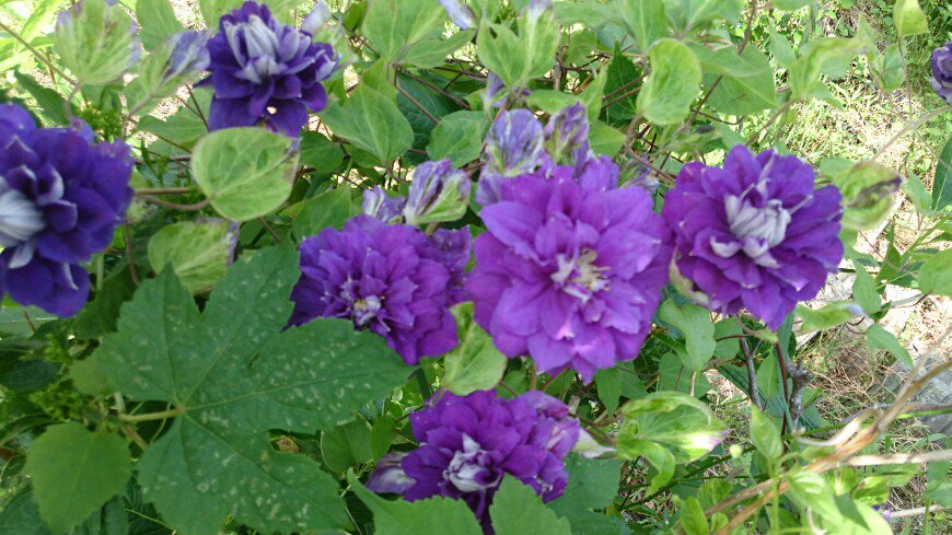 ট ইট র Nori シモツケ は正確には キョウカノコ 京鹿の子 という種類です