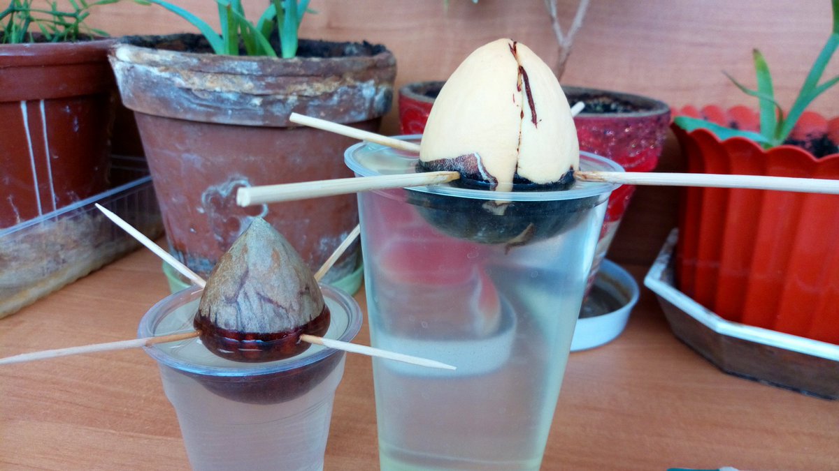 tetsunatsuko's tweet image. Когда-нибудь я добьюсь успеха и пророщу авокадо! 😂 Пока счёт не в мою пользу. Попытка номер три...
#садовод #рукикрюки #цветы