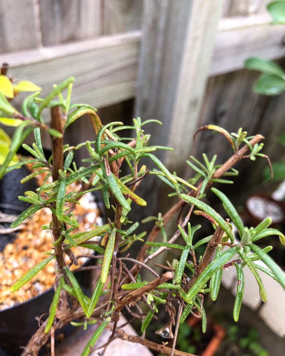 BonsaiEtcetera's tweet photo. Woo! New growth on the rosemary bonsai styled a few months back. Tough plants!

You can see the video of the first styling on my YouTube channel link in the bio. 

#Bonsai #bonsailove #bonsailife #bonsaitree #bonsaiart #rosemary https://t.co/krQ3XSwATj