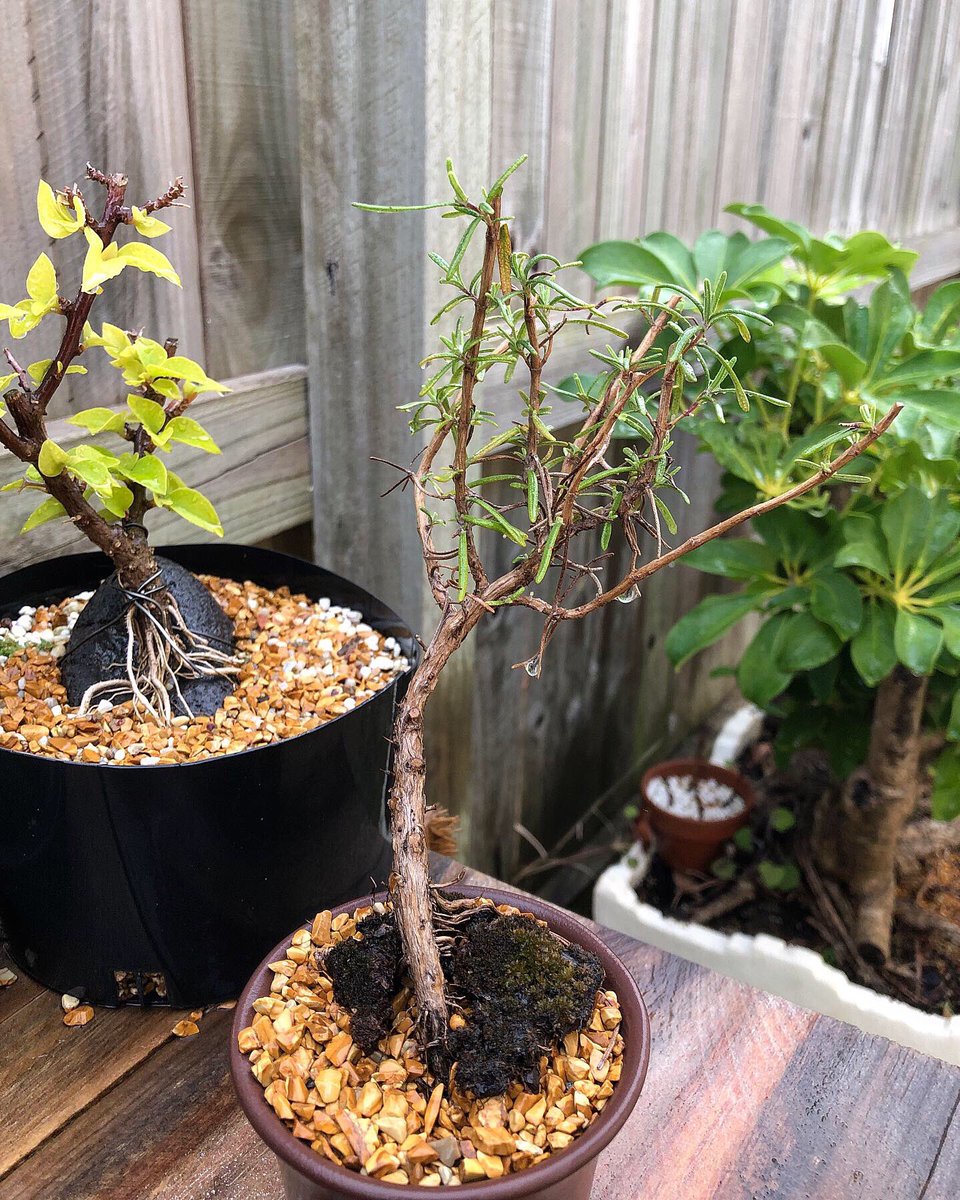 BonsaiEtcetera's tweet photo. Woo! New growth on the rosemary bonsai styled a few months back. Tough plants!

You can see the video of the first styling on my YouTube channel link in the bio. 

#Bonsai #bonsailove #bonsailife #bonsaitree #bonsaiart #rosemary https://t.co/krQ3XSwATj