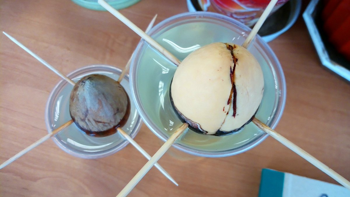 tetsunatsuko's tweet image. Когда-нибудь я добьюсь успеха и пророщу авокадо! 😂 Пока счёт не в мою пользу. Попытка номер три...
#садовод #рукикрюки #цветы