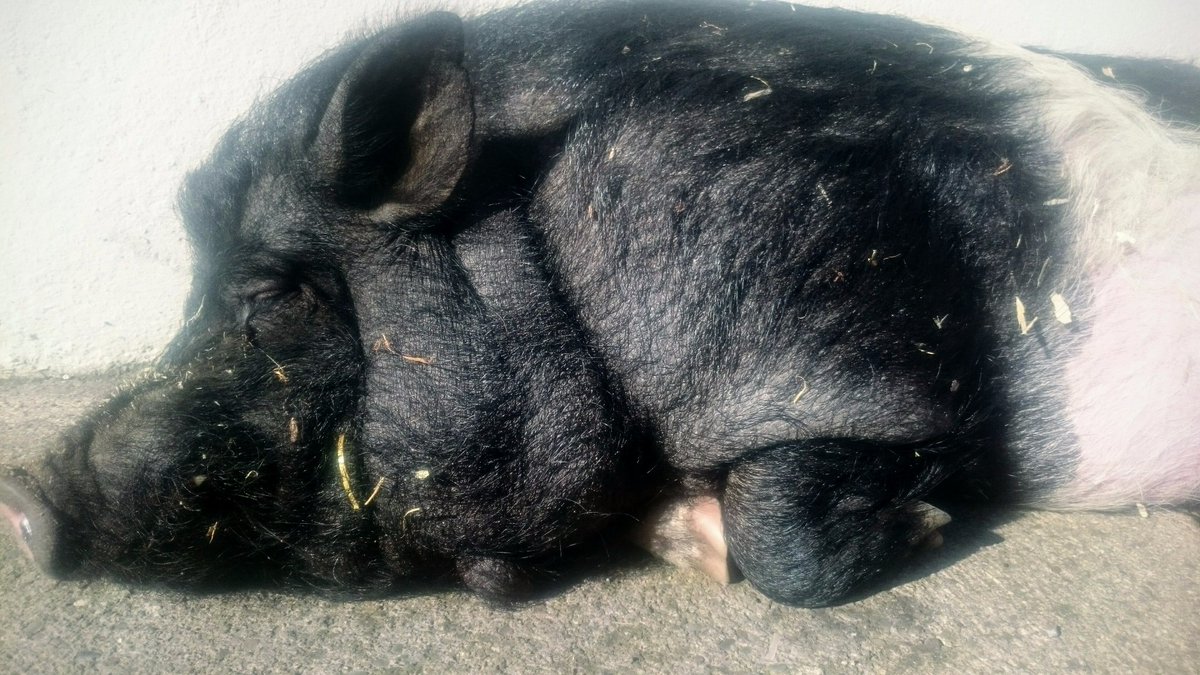 gaelicfields's tweet image. Let sun tanning, sleeping #pigs, lie. @Cork_Foyer #petfarm #corkcity #crapcameraphone