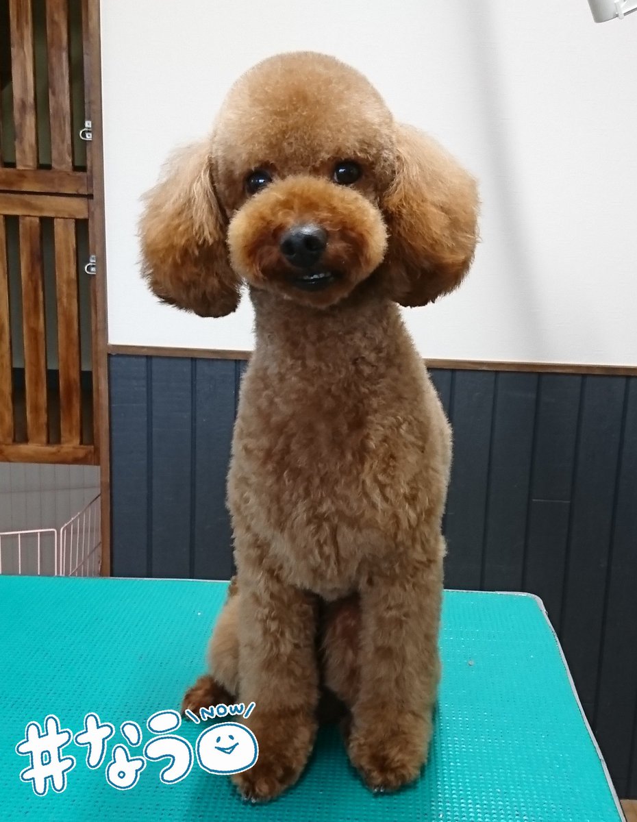 Ri Dsm على تويتر トイプードルのモカくん トイプードル プードル イメチェン ピーナッツカット 津市トリミング 津市ドッグサロン 津市 Toypoodle Poodle Trimming 梅雨入り