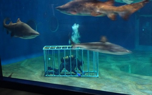 これは怖い 危険なサメ水槽の洗い方がついに明らかに その手があったか やっぱ怖い ロケットニュース24