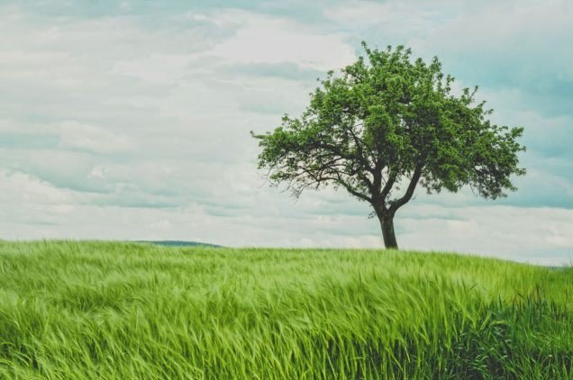 Jardin_du_sud's tweet photo. Les arbres peuvent considérablement améliorer les cultures. #nature #arbre #dvpdurable 
https://t.co/9MboZU7FP1 https://t.co/DuhfWh9XYJ