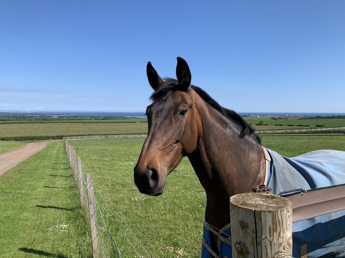 HicksteadFeeds's tweet photo. Sunny Scotland today! ☀️#HappyHorses https://t.co/EXuWtOZeCD