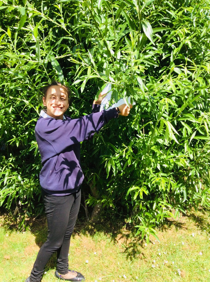 wilsonstfeed's tweet photo. Class 4.3 enjoyed hunting for mini beasts during our @_thedailymile yesterday 🕷🐞🐜🐝🐛#wsscience https://t.co/4kkw2QpRHQ