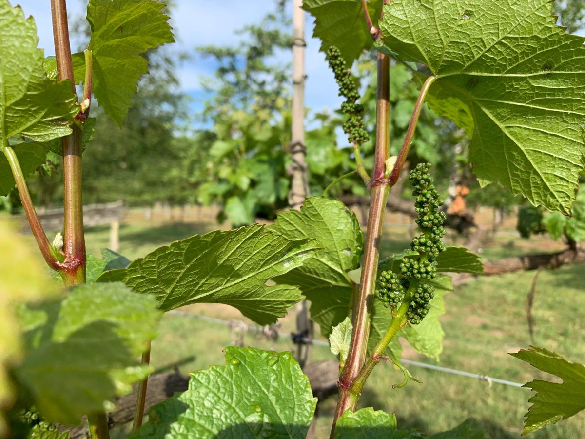 South Pickenham Estate Chardonnay grapes looking great in the sunshine