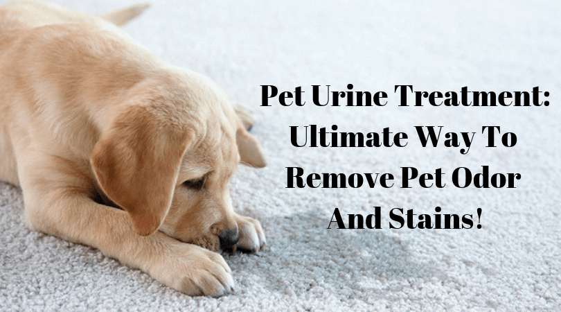CareReliable's tweet photo. Pet Urine Treatment: Ultimate Way To Remove Pet Odor and Stains!

#peturineremoval #petodorremoval #petstainsremoval #professionalpetodorremoval #petodorremovalsandiego #chulavistacalifornia #sandiegocalifornia

https://t.co/cLSgU6Fp6E https://t.co/HjFtROGaGH