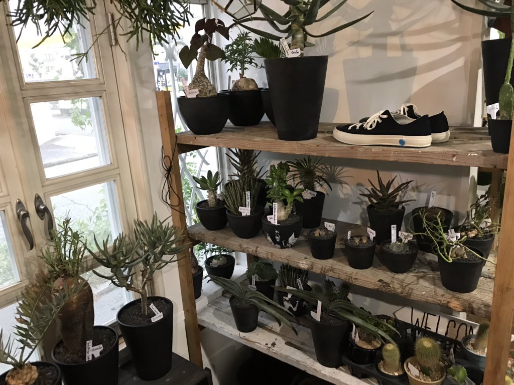 טוויטר Clutch Furniture בטוויטר 黒のスニーカー Clutchfurniture クラッチファニチャー 神戸市 神戸市西区 Kobe Shoselikepottery シューズライクポタリー スニーカー 塊根植物 Caudex コーデックス プラ鉢 黒プラ鉢 黒鉢 Black 黒 古材 T