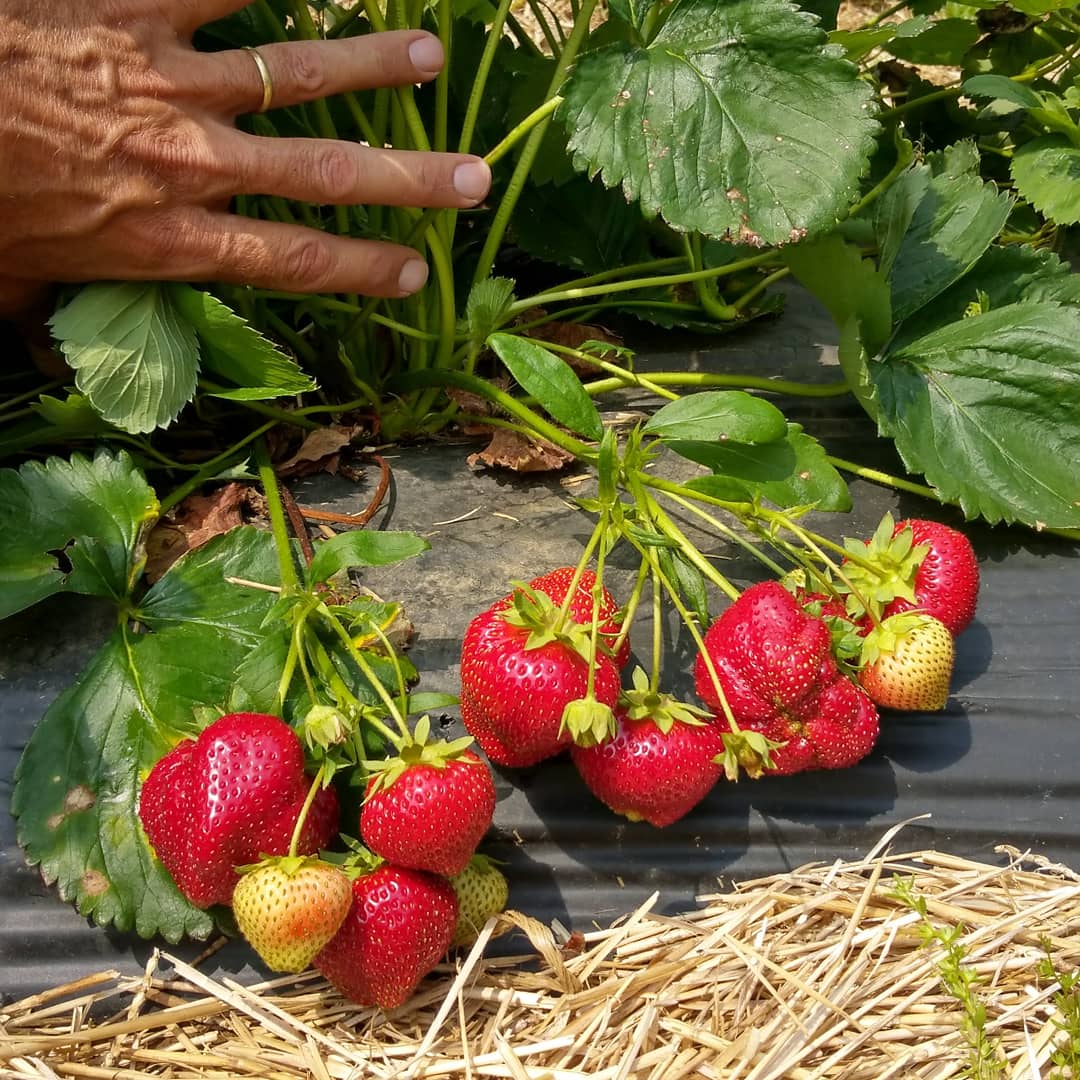 Valley Fruits & Veg tweet media