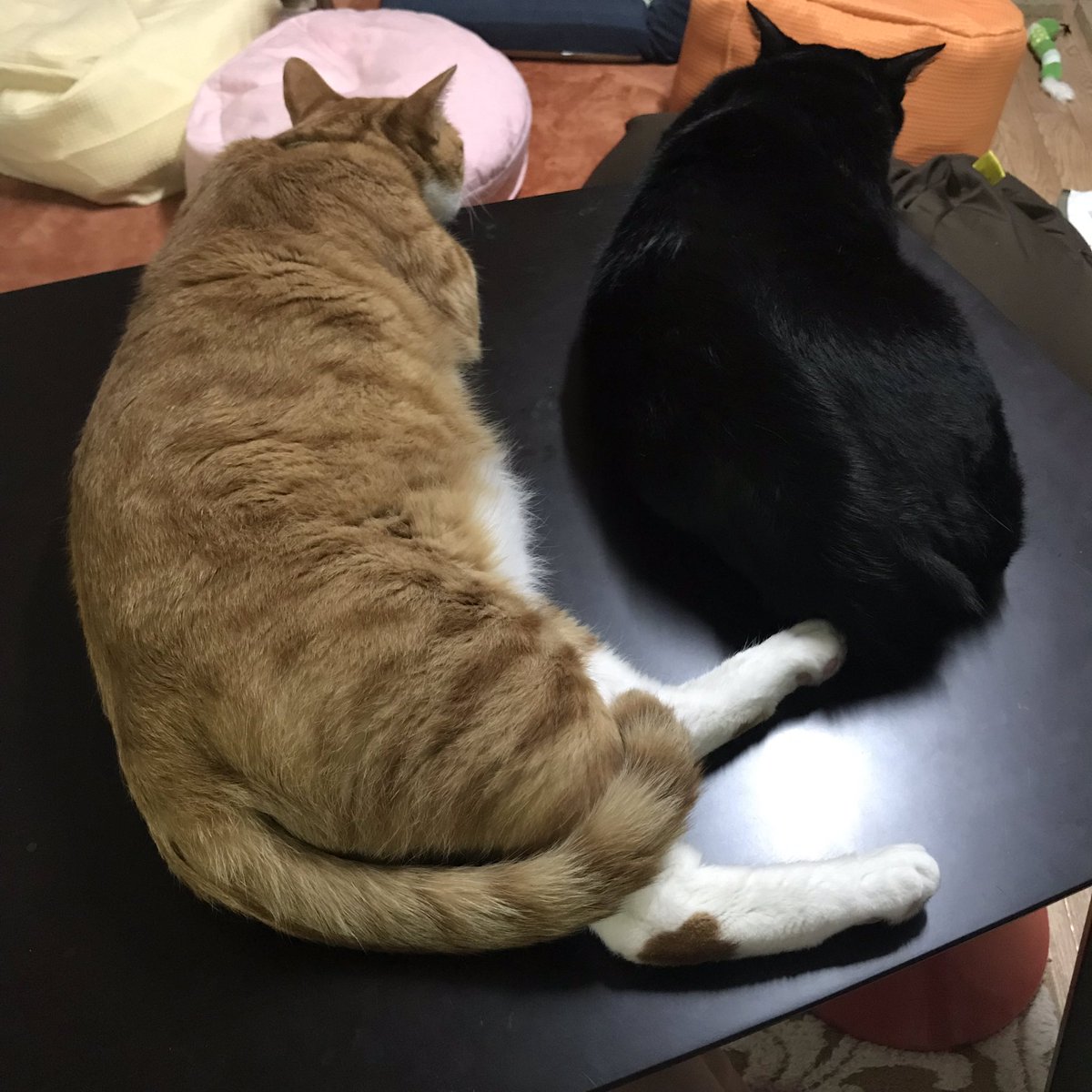 さんぬこさん No Twitter きなこおはぎとあんこおはぎ 黒ごま W 兄弟だけど体格差ものすごい 猫 ねこ さんぬこさん 男子組