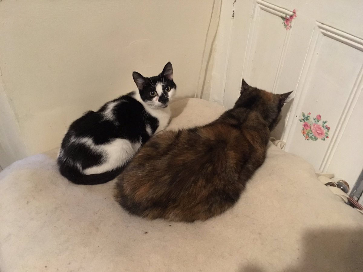 Don’t know what they’ve done but these 2 Muscateers have been sent to the naughty corner 😹😸 #cats #CatsOnTwitter #FridayMotivation #FelineFriday