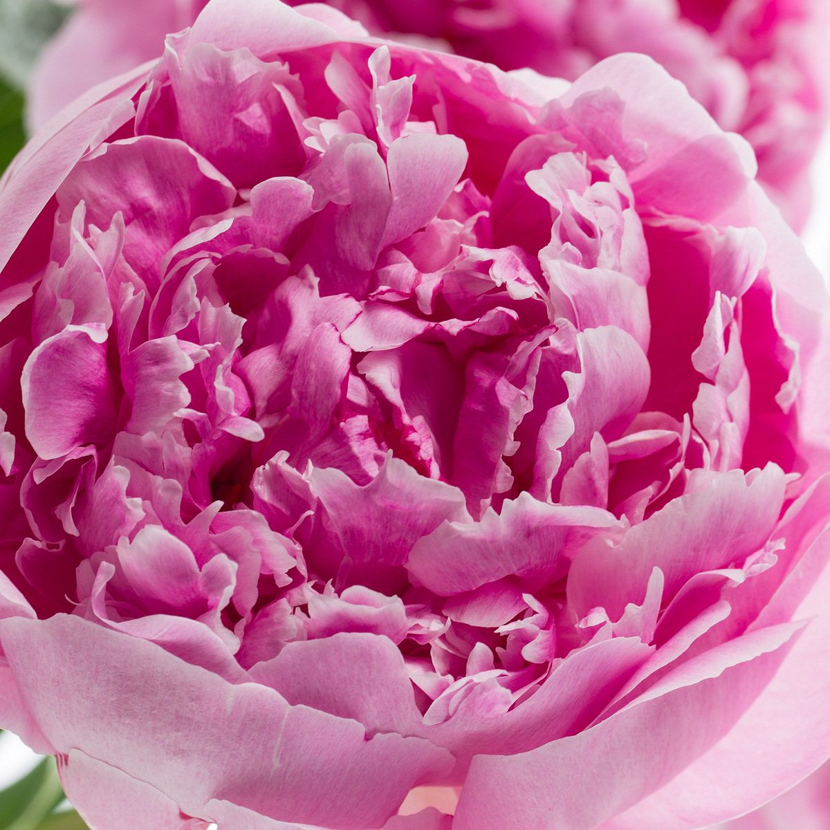 passielflora's tweet photo. Wij wensen iedereen alvast een fijn lang weekend en gezellige Pinksterdagen toe! #pinksteren #cadeautip #pioenen https://t.co/aj18e9y02x