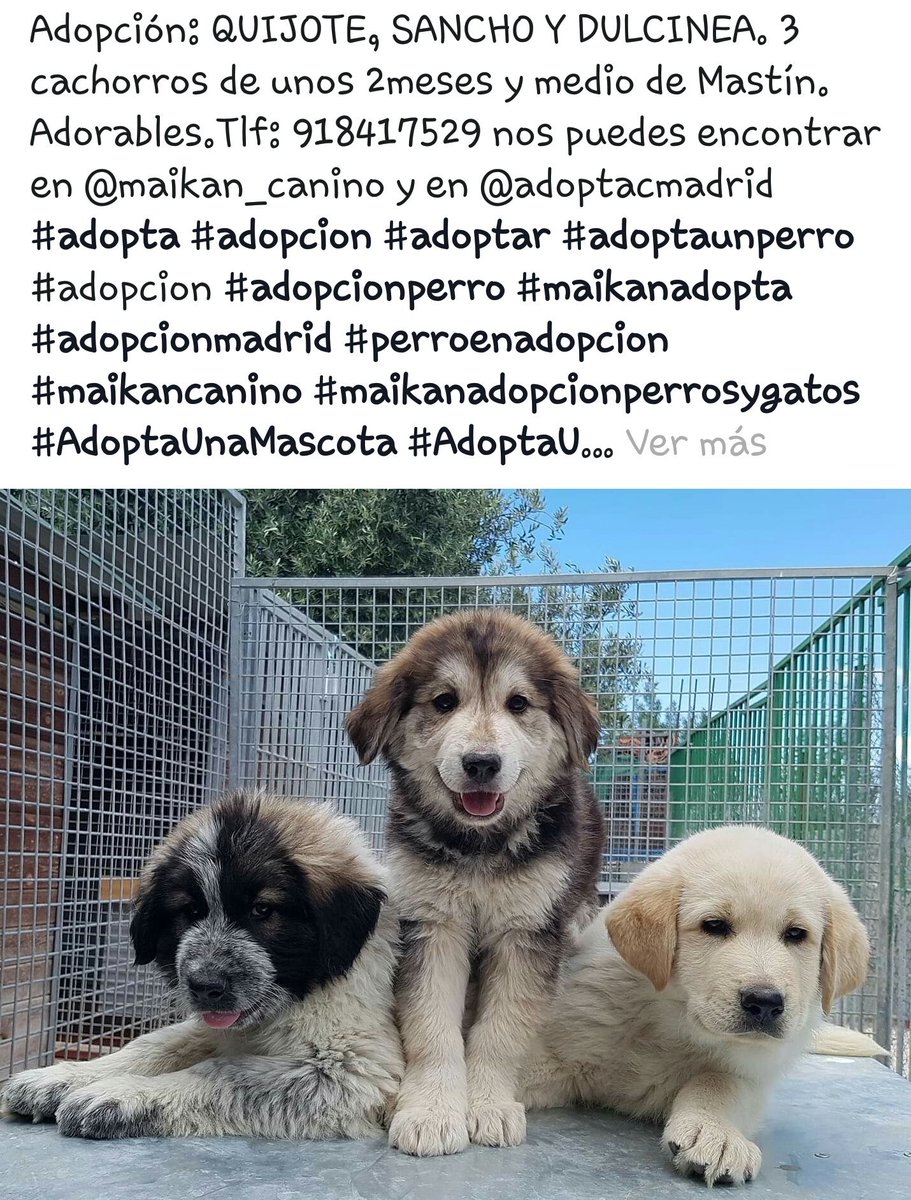 MaikanC's tweet image. 