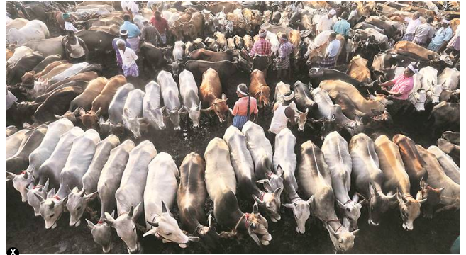 Bangladesh requires 70 lakh tonnes of meat annually but produces under 60.Shortage & high demand make cattle smuggling a very profitable proposition.A cow that fetches INR 20K in India can get up to 40K in BD.Another market is illegal slaughterhouses (>30,000) within India.