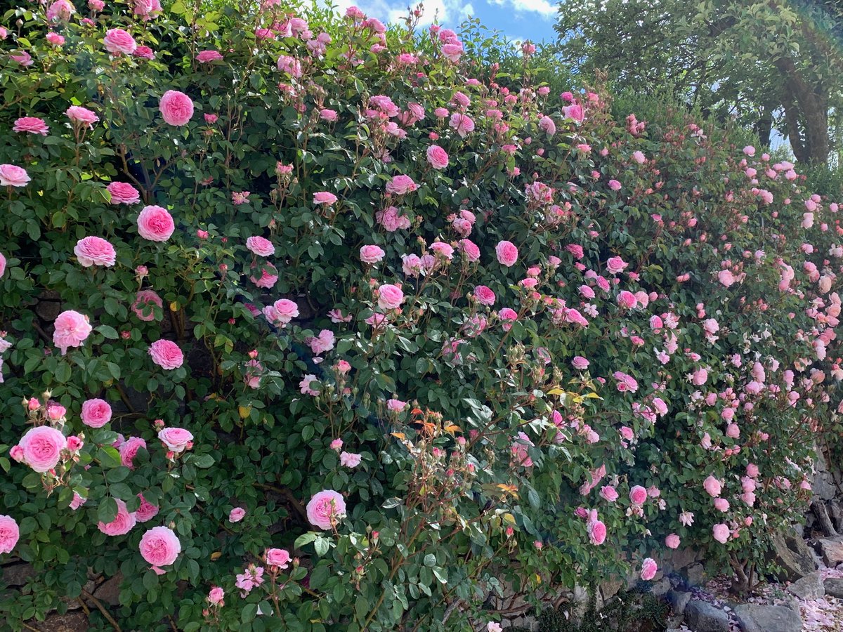 Blooming roses June beginnings