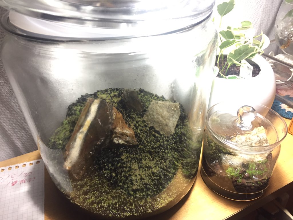 種から水草 Twitter Search 種から水草 Twitter Search