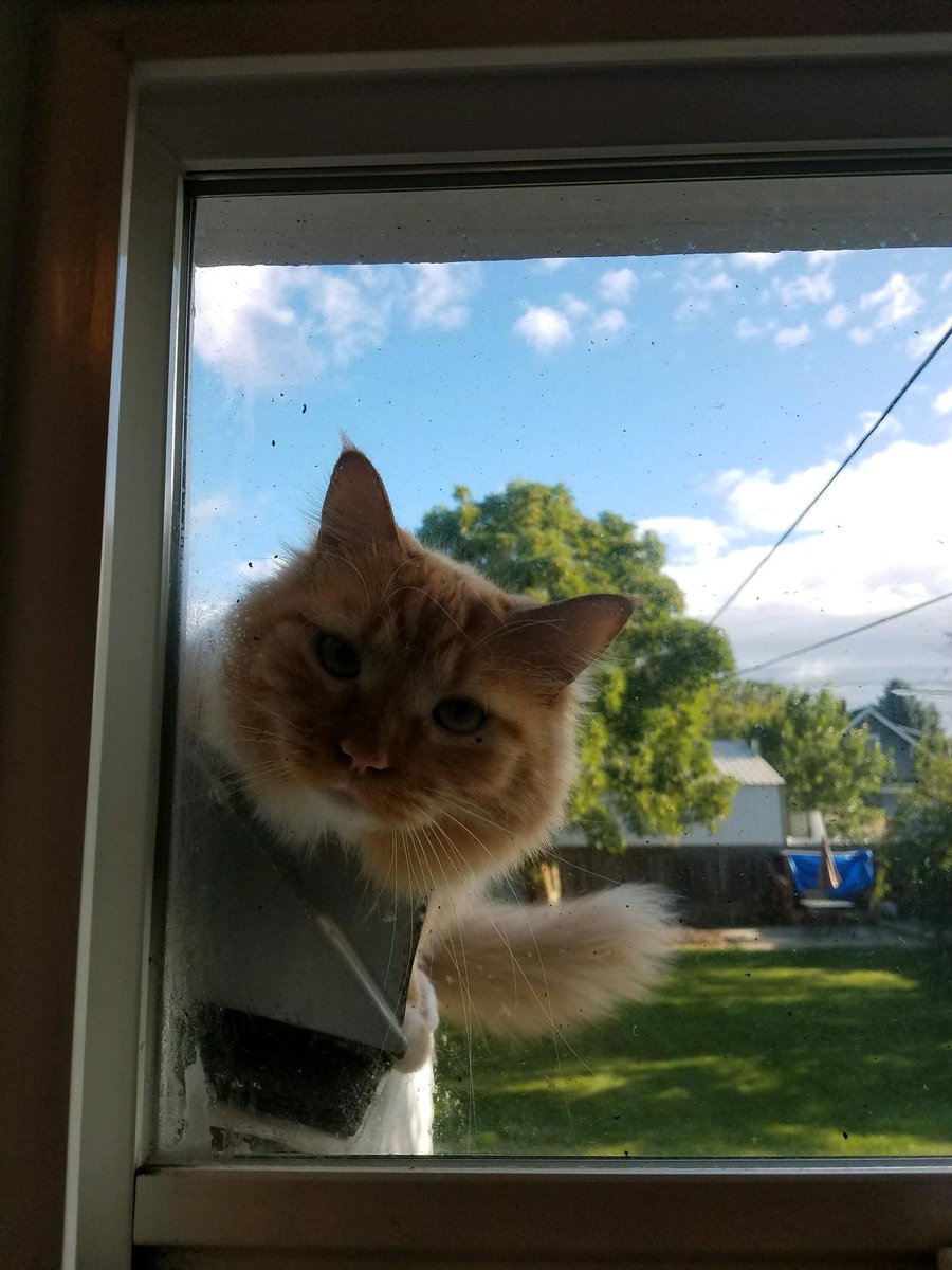 ByzantineGreg's tweet photo. When your #roofcat comes to say "Heyyyy" https://t.co/C4qT8tBU63