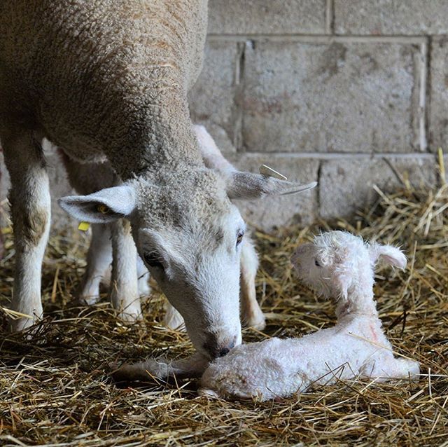 crazysheeplady's tweet photo. Flashback Friday - there are Lamb Camp pictures buried in the backlog! Figured no one would mind if I posted a few 😉. This is See Through when she was first born 😍. More on the blog.
https://t.co/SKfvJkTqOj
#lambing2019 #lambcamp #finalfrontierfarm https://t.co/yXfce5bKyM https://t.co/oSV0woPHIw