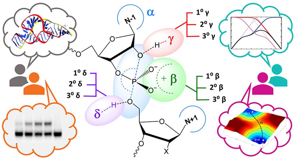 ChemicalBiology's tweet photo. A new extended ontology for discussion of #RNA cleavage reactions to enhance communication across disciplines: Perspective from #BevilacquaLab, Harris Lab, Piccirilli Lab &amp; York Lab @darrinyork_lbsr @psu_chemistry @UFChemistry @UChiChemistry @RutgersChem https://t.co/7lep2u7wZO https://t.co/5MTjgzxiv8
