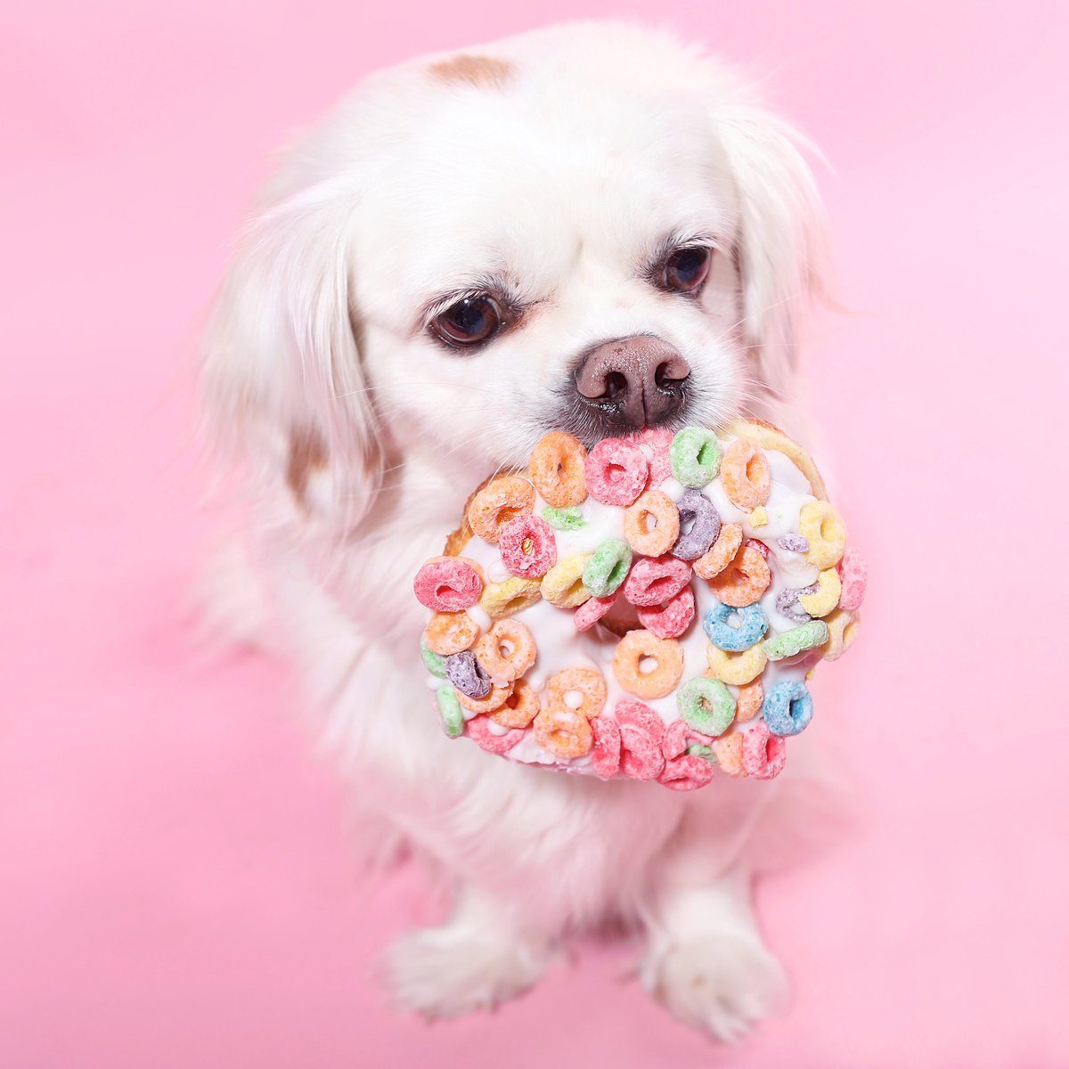 PLuckdragon's tweet photo. Don’t even think about it... this donut is mine! #NationalDonutDay #dogs https://t.co/KfrArxXYF3
