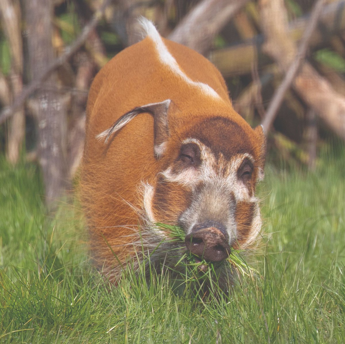 Come and see me tomorrow evening during our special annual charity event "Africa by Night”! 🐗💧 

Book tickets now @ africa-alive.co.uk/visit-the-park…
 
#HogSnorts #RedRiverHogs #AfricaByNight #ComeAndSee #SaturdayNight #ThingsToDo #SuffolkEvents #EveningEvents #EventTime