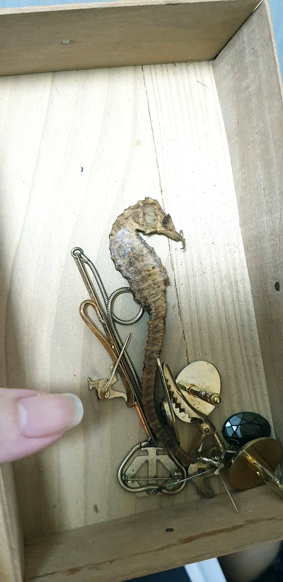 More treasures I found in my late grandfather's closet. The old seahorse he kept to ward off evil. #seahorse #wardoffevil #treasures