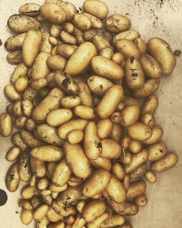 fortrecup's tweet photo. Récolte : 43kg de bonheur #fortrecup #fortdaubervilliers #aubervilliers #paris #agricultureurbaine #agriculture #urbanfarming #patate #frenchfries #urbex #coworking #recup #reemploi #friche #urbanismetransitoire #tierslieux #mieuxmanger #local #communaut… https://t.co/zptlXcugLK https://t.co/xGkCjiIWgt