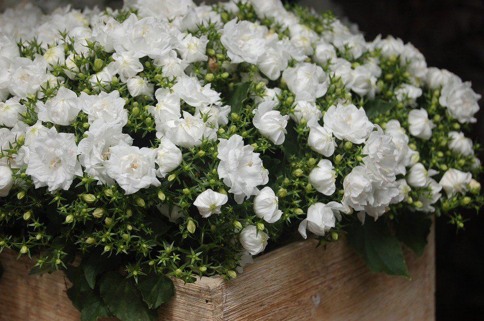 espumafloral's tweet photo. #QuieroExpresarQue con #Floricel tus #diseñosflorales duran más y en mejores condiciones.
#EspumaFloral #Floristas #BuenViernes https://t.co/zvWoBCoM0M