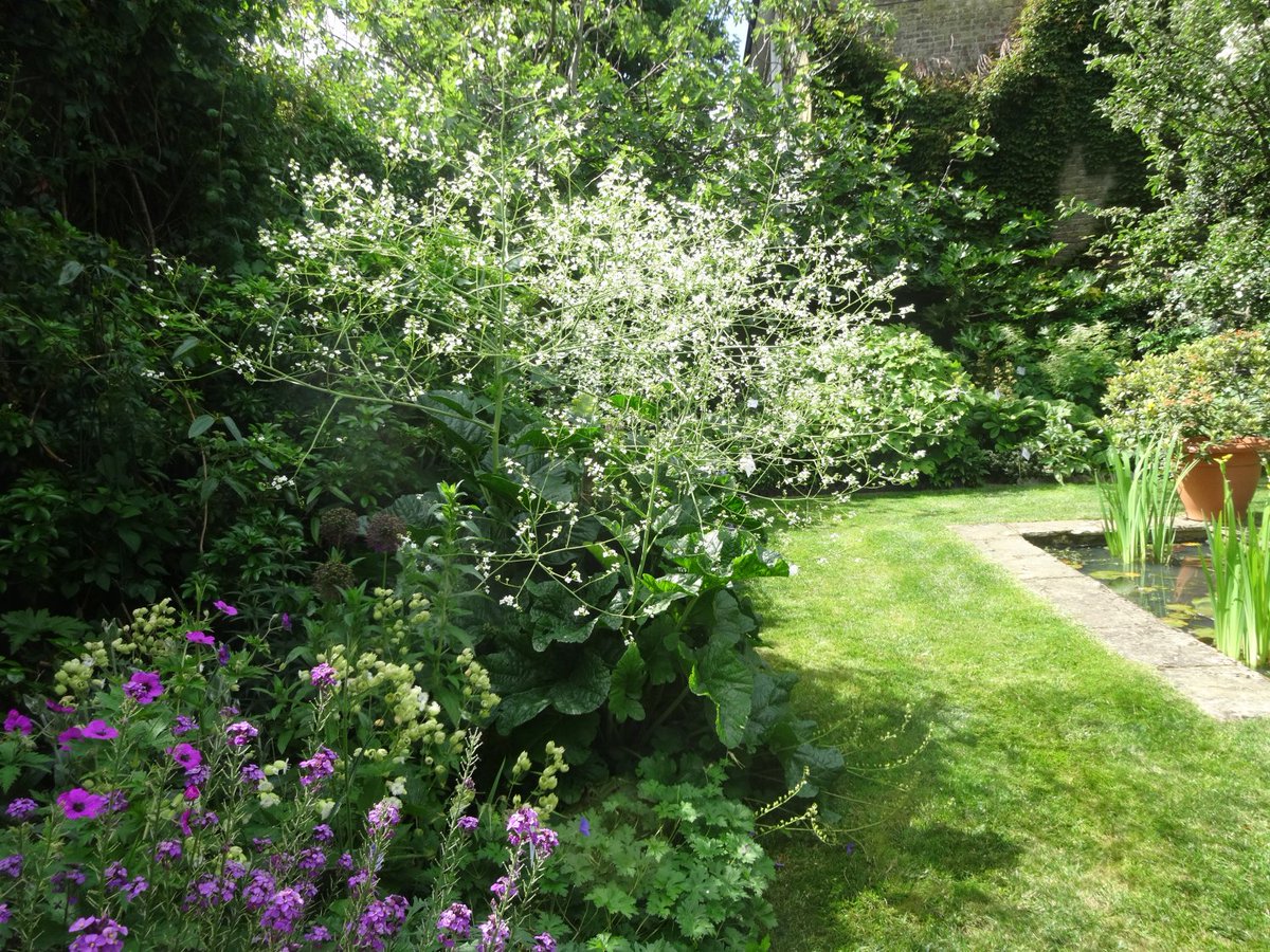 IGardeners's tweet photo. Five gardens are opening for the National Garden Scheme in Islington this weekend.  For further information please visit https://t.co/o2oFb2TBly  #opengardens #ngs https://t.co/ou3BHWqlu5