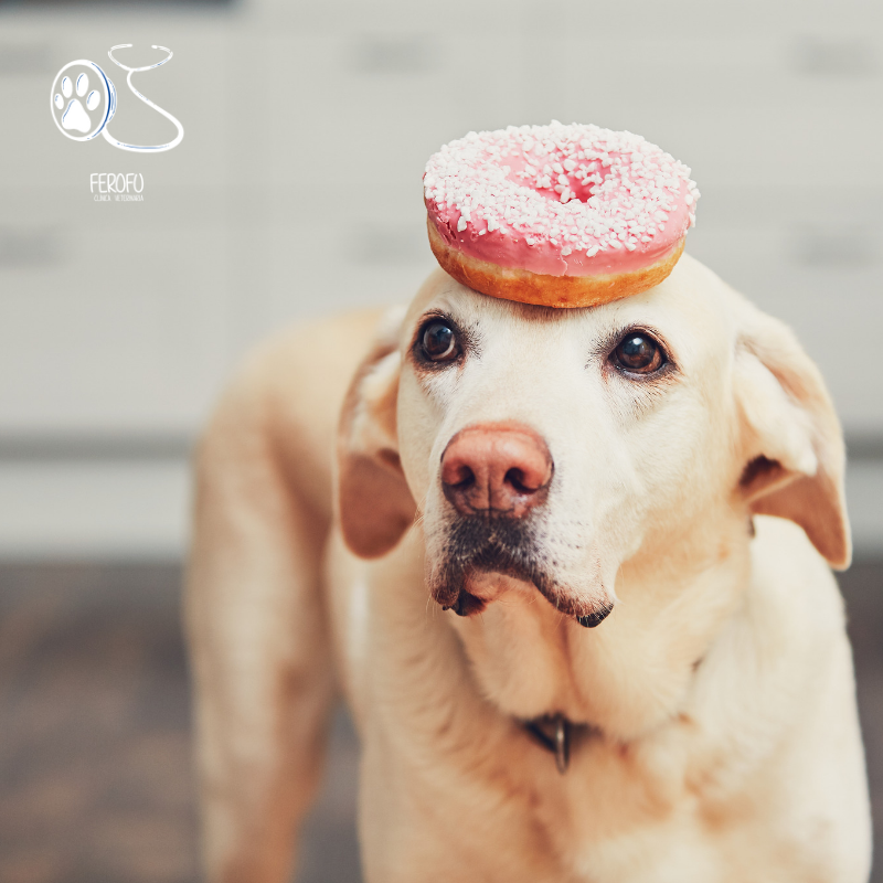 cvferofu's tweet photo. La importancia de una buena alimentación 🐶😋

Al igual que con nosotros, la salud de los perros depende del tipo de alimentación que se lleve. Una alimentación equilibrada, rica en nutrientes y moderada en grasas hará que nuestro perro viva más y mejor 😎
Cuida su alimentación🥰 https://t.co/VYrSX0nogo