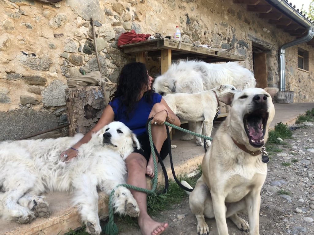 fundaciomiranda's tweet photo. Sโacosten els campaments de la #fundaciomiranda i camps de treballs per infants i joves. Els #gossosqueacompanyen #gossosterapeutics #healingdogs es preparen per compartir aquest estiu amb els participants aportant la seva energia i la seva connexiรณ amb la vida https://t.co/kS70tNrfyb