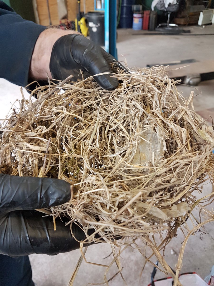 Not every day you find a birds nest inside the engine of a truck 🏡🐦🛠
