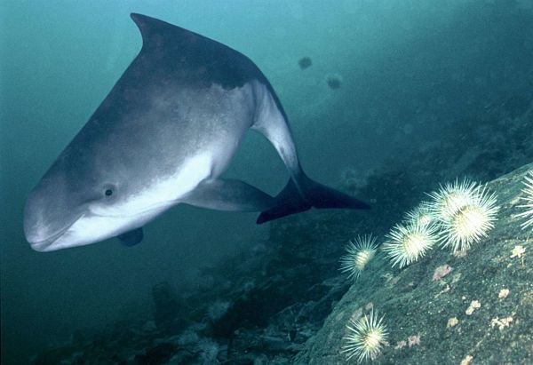RosieSWilliams1's tweet photo. Went for a beautiful boat cruise after #setachelsinki. It was great to see the boat company partnering with @wwf to raise awareness of the threats of #overfishing and #toxins facing #porpoises in the Baltic sea #cetaceans https://t.co/bNh6FMFcLu https://t.co/74so719gaU