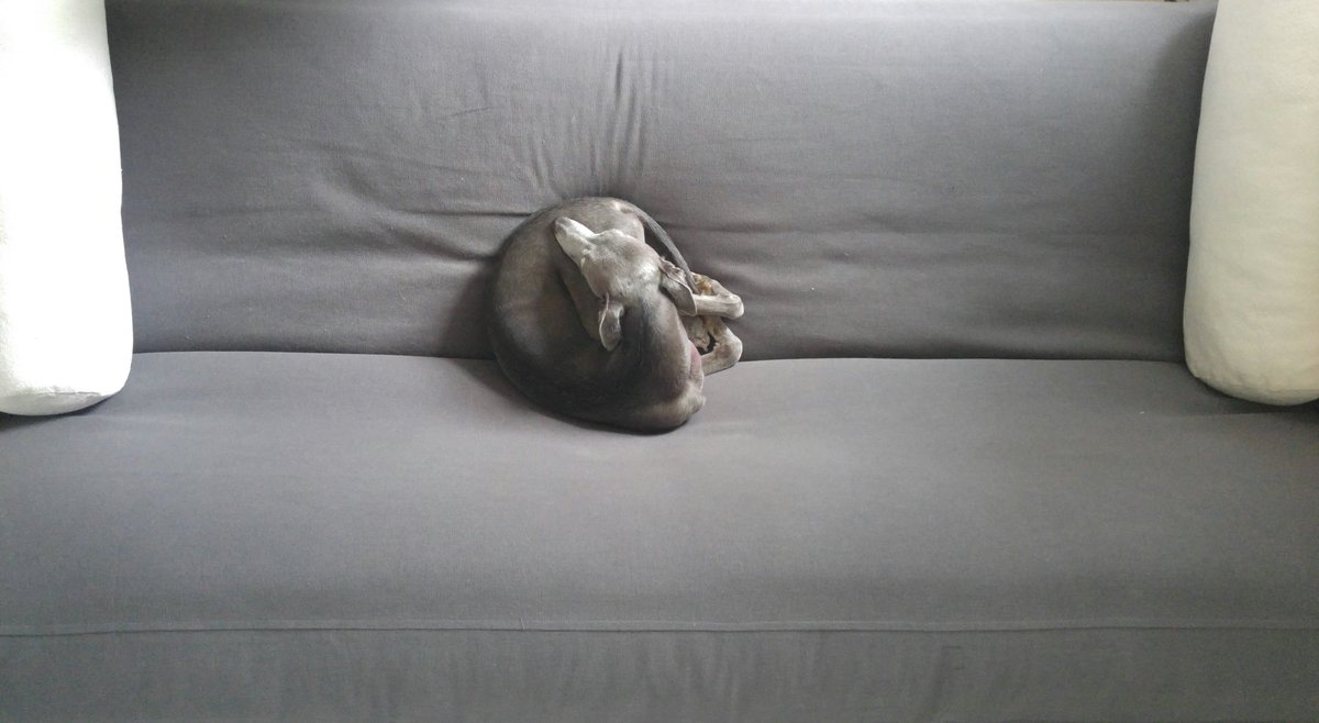 BettyMoog's tweet image. #CompactMode

#whippet #dog #curledup #sofadog
instagram.com/p/ByaBbcdBB80/…