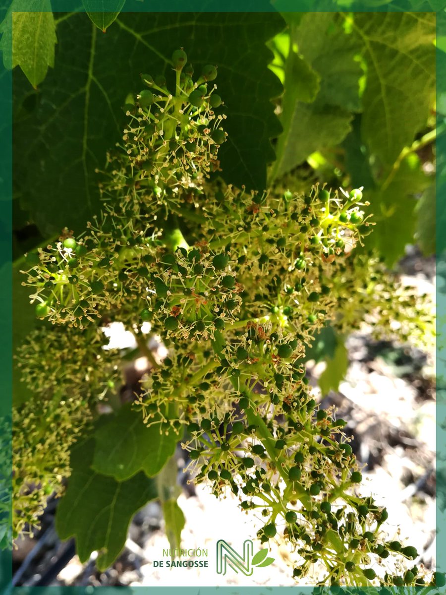 DeSangosseIB's tweet photo. 🔝Esta mañana os hablamos de la importancia de tratar nuestro cultivo de #viña siguiendo el #Plandenutricion incorporando #CigoBcomplex al tratamiento 🌱💦

🔛Os mostramos unas 📸 del #Cultivo donde estamos tratando 👥

#EquipoDSI
#Cital
#confianza 
#Felizviernes 
#Albacete https://t.co/Ea9eXI2r3f