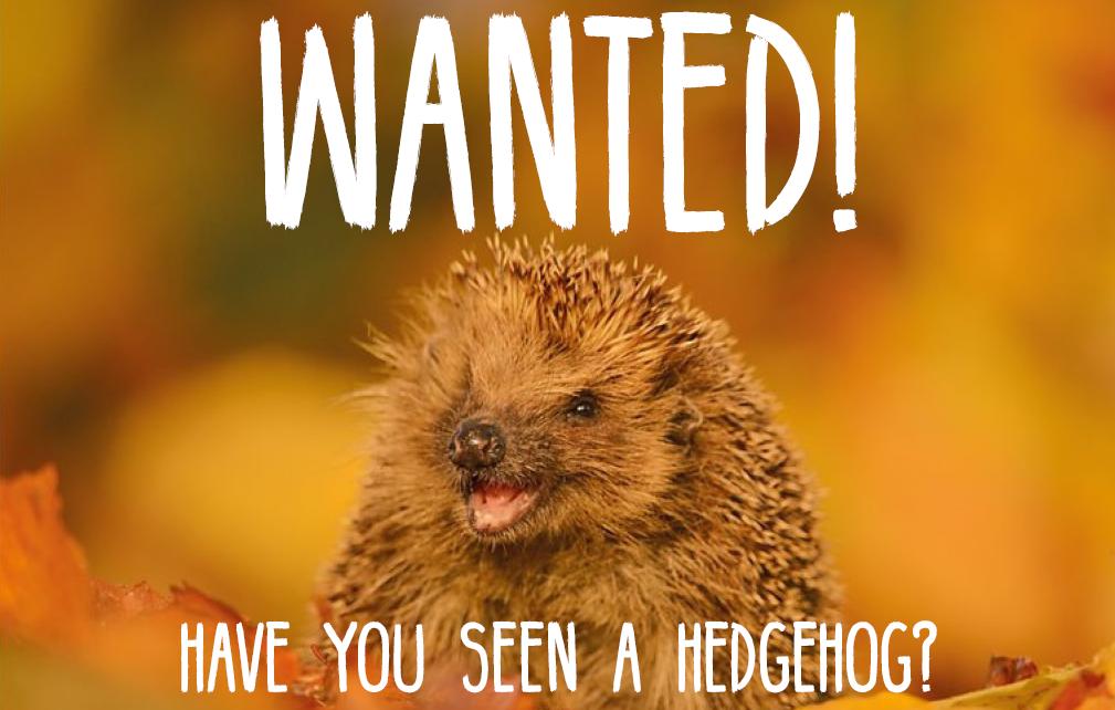Wanted! #hedgehog sightings 🦔🦔! Let us know when you see them &amp; help us map where they're living in the @NidderdaleAONB . Find out how to report sightings &amp; what else you can do to help the declining hedgehog population:  bit.ly/2QX0GXc

#hedgehogs <a href="/hedgehogsociety/">Hedgehog Society</a>