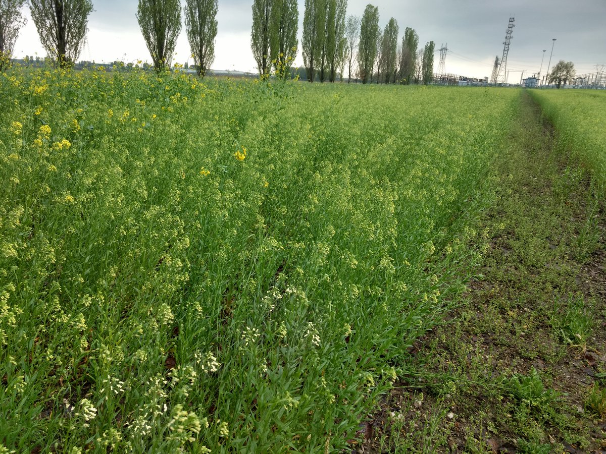 c_micheloni's tweet photo. All together to test camelina in broilers and laying hens! #oknetecofeed https://t.co/3Mf0zEBZw1
