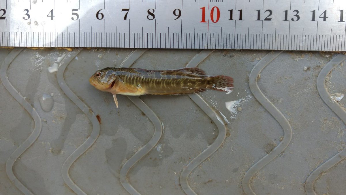 Humedales Delta Ebro tweet media