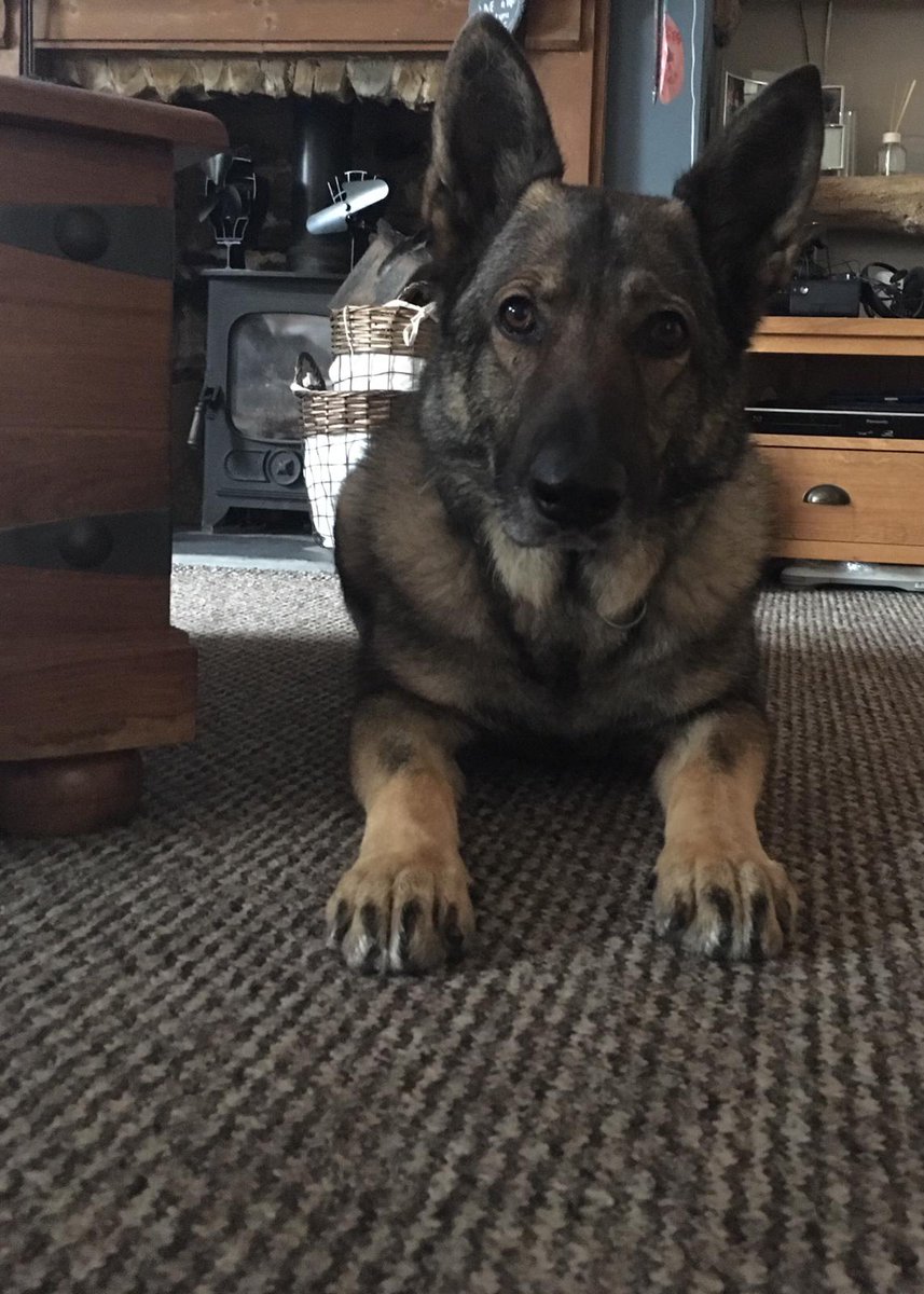 DevonPoliceDogs's tweet photo. A massive thank you to PD Charlie who retires from the force today after a successful career with his handler Simon. Now retired PD Charlie will be spending his retirement with his puppy walkers who were over the moon to have him back @laitymike https://t.co/Kjti42YtJS