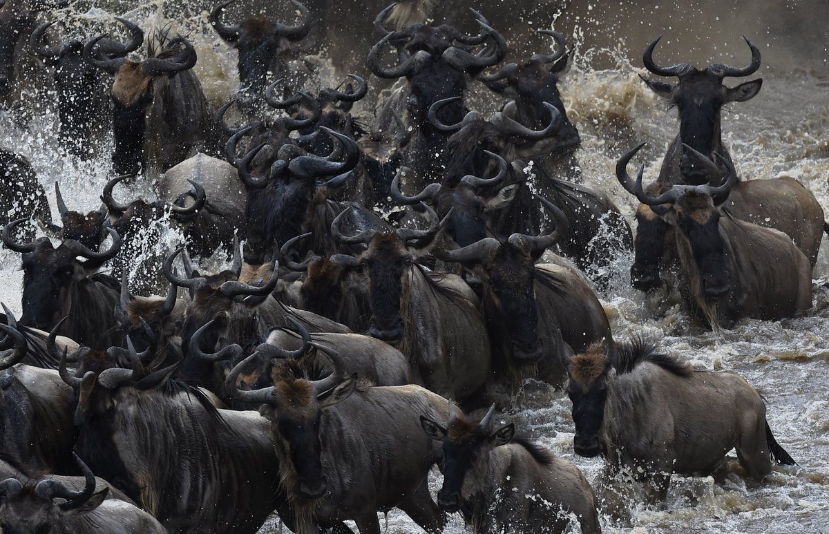 letsgosafari1's tweet photo. The wildebeests migration in Masai Mara game reserve is now on. This year the migration has started earlier than the other years due to delay of rains. To quench your thirst on nature and wildlife get in touch with letsgosafaris
https://t.co/tzcoEhRhI0 https://t.co/5r2iUmU6oj